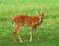 White-tailed deer (Odocoileus virginianus), Shawnee Mission Park, Shawnee, Kansas