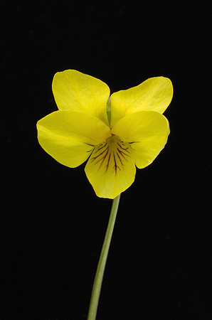 Viola pubescens (Downy Yellow Violet), Ernie Miller Park