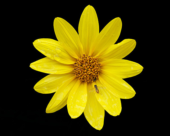 Helianthus hirsutus (Hairy Sunflower), Shawnee, Kansas