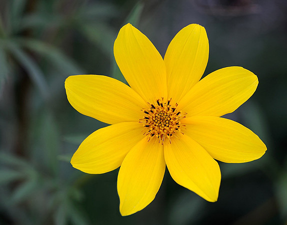 Bidens aristosa (Bearded beggarticks), Kill Creek Park
