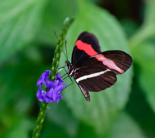 Heliconius erato (Red Postman), Butterfly Conservatory, Ontario, Canada