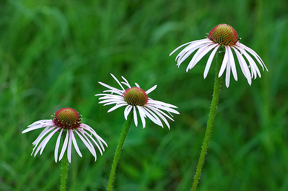 Echinacea pallida-(Pale Purple Coneflower) #2, Ernie Miller Park
