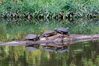 Pond Sliders, Shawnee Mission Park, Shawnee, Kansas