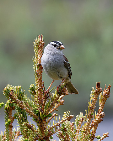 White-crowned sparrow, Savage River, Denali National Park, Alaska