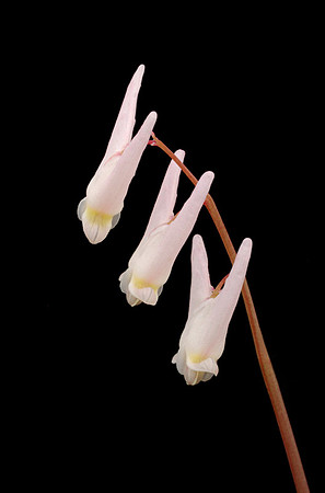 Dicentra cucullaria (Dutchman's Breeches), Ernie Miller Park