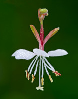 Gaura longiflora (Large-flowered gaura), Ernie Miller Park