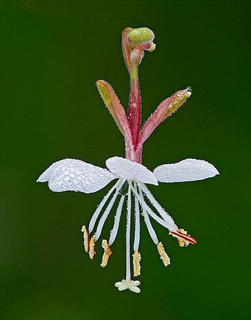 Gaura longiflora (Large-flowered gaura), Ernie Miller Park