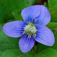 Viola pedatifida (Prairie Violet), Ernie Miller Park