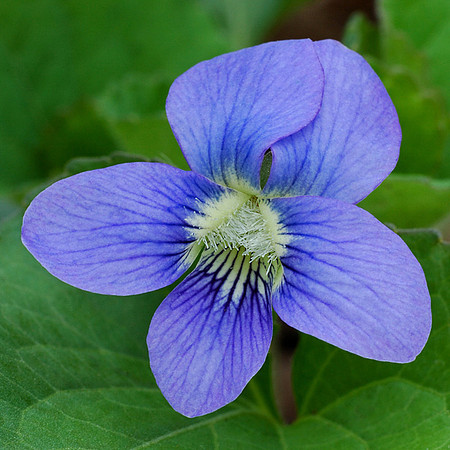 Viola pedatifida (Prairie Violet), Ernie Miller Park