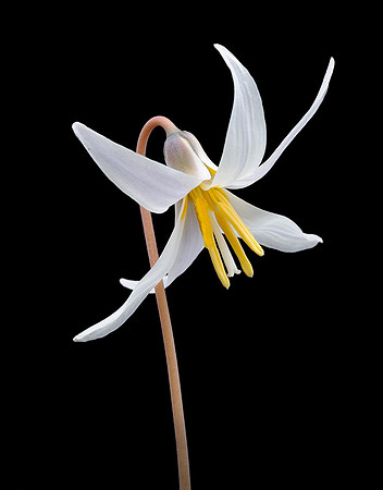 Erythronium mesochoreum (Prairie Trout Lily) #3, Ernie Miller Park