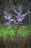 Cercis canadensis (Redbud), Shawnee Mission Park