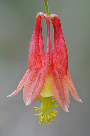 Aquilegia canadensis (Columbine), Ernie Miller Park