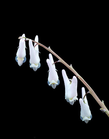 Dicentra cucullaria (Dutchman's Breeches) #2, Ernie Miller Park
