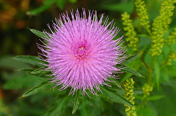 Carduus nutans (Musk Thistle), Kill Creek Park