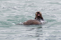 Sea Otter, Resurrection Bay, Alaska