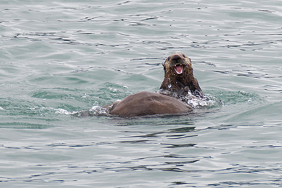 Sea Otter, Resurrection Bay, Alaska