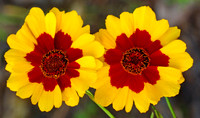 Coreopsis tinctoria (Plains Coreopsis), Kill Creek Park