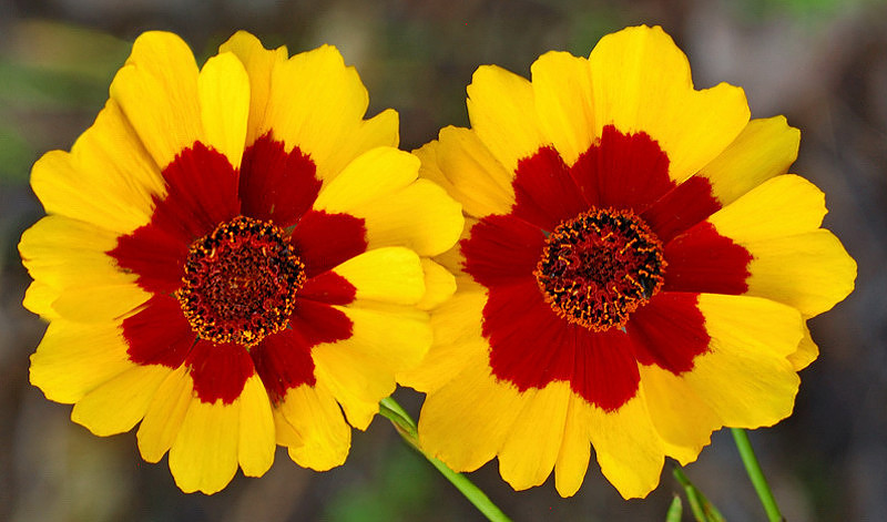 Coreopsis tinctoria (Plains Coreopsis), Kill Creek Park