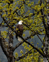Bald Eagle, Seward, Alaska