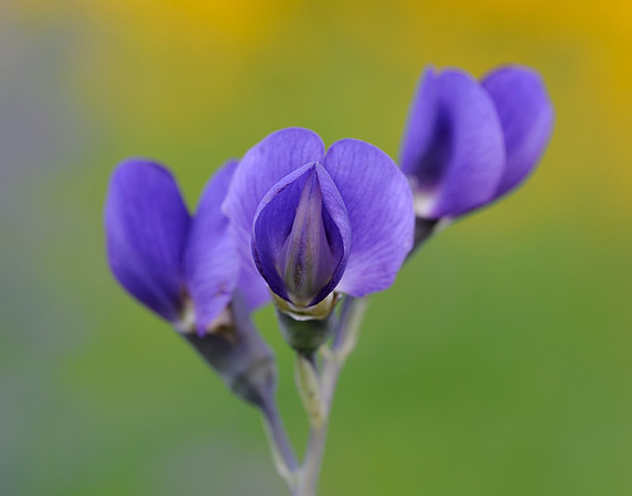 Baptisia australis (Wild Blue Indigo), Lenexa Streamway Park