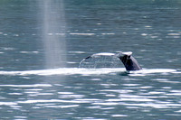 Humpback Whale, Resurrection Bay, Alaska