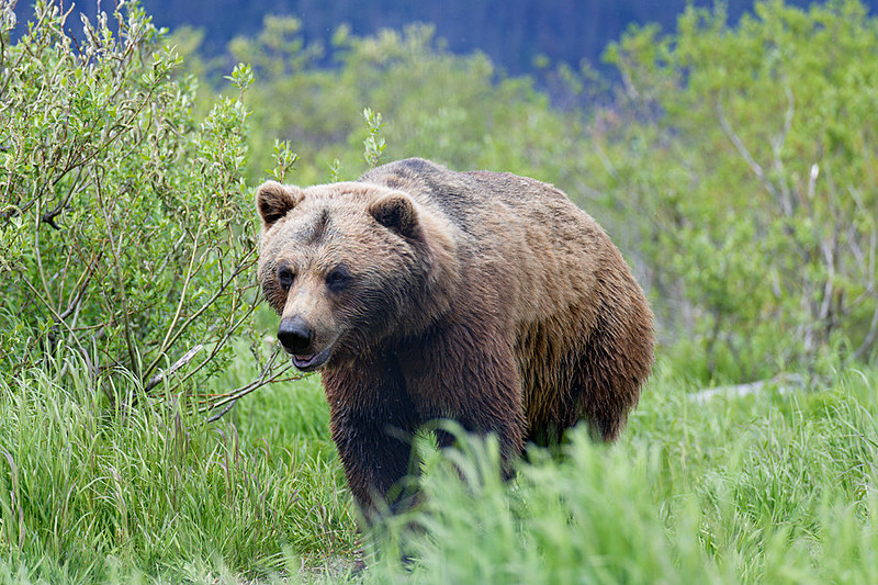 Alaskan Brown Bear, Alaska Wildlife Conservation Center, Alaska