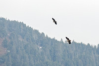 Eagles, Seward, Alaska