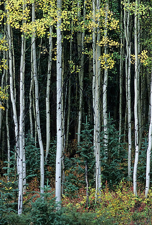 Aspen Trees, Fossile Ridge Wilderness, Colorado