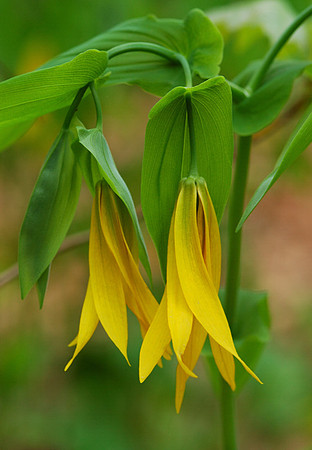 Uvularia grandiflora (Large-flower bellwort), Lost Valley Trail, Kingston, Arkansas