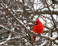 Northern Cardinal (m) (Cardinalis cardinalis), Shawnee, Kansas