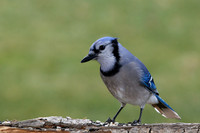 Blue Jay (Cyanocitta cristata), Shawnee, Kansas