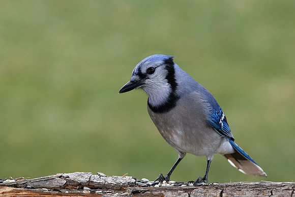 Blue Jay (Cyanocitta cristata), Shawnee, Kansas
