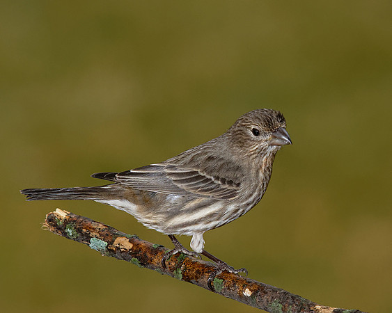 House Finch (f) (Carpodacus mexicanus), Shawnee, Kansas