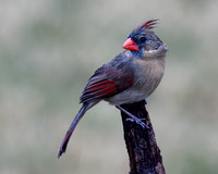 Northern Cardinal (f) (Cardinalis cardinalis), Shawnee, Kansas