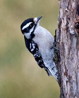 Downy woodpecker (f) (Picoides villosus), Shawnee, Kansas