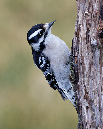 Downy woodpecker (f) (Picoides villosus), Shawnee, Kansas