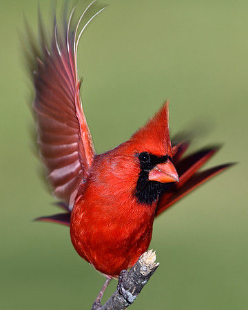 Northern Cardinal (m) (Cardinalis cardinalis), Shawnee, Kansas