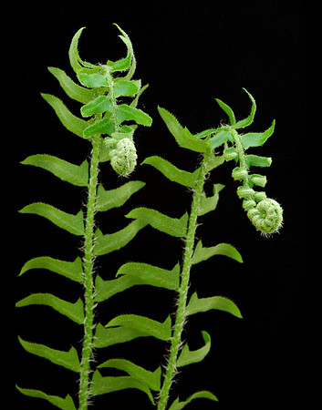Polystichum acrostichoides (Christmas Fern), Lost Valley Trail, Kingston, Arkansas