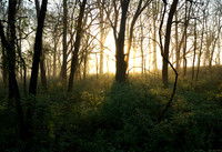 Sunrise at Forest Edge, Kill Creek Park, Olathe, Kansas