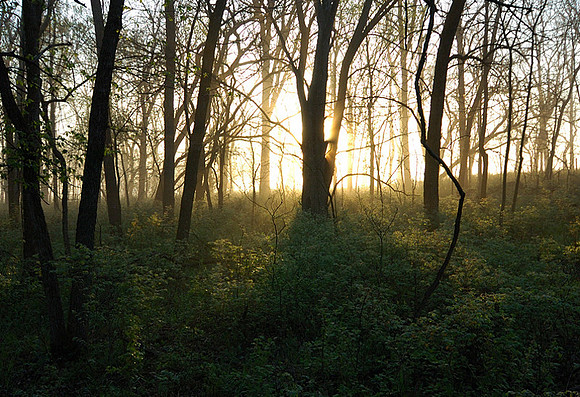 Sunrise at Forest Edge, Kill Creek Park, Olathe, Kansas