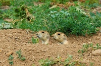 Prairie Dogs, Kennedy Park, Aurora, Colorado