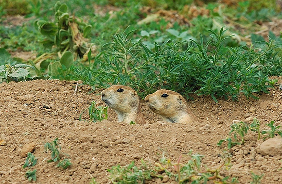 Prairie Dogs, Kennedy Park, Aurora, Colorado