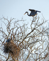 Great Blue Heron (Ardea herodias), Lenexa, Kansas