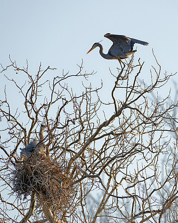 Great Blue Heron (Ardea herodias), Lenexa, Kansas