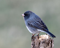 Slate-colored Northern Junco (Junco hyemalis), Shawnee, Kansas