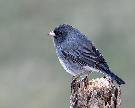 Slate-colored Northern Junco (Junco hyemalis), Shawnee, Kansas