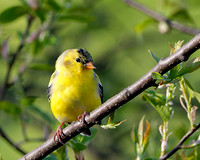 American Goldfinch (m) (Carduelis tristis), Shawnee, Kansas