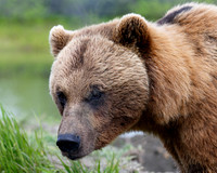 Alaskan Brown Bear, Alaska Wildlife Conservation Center, Alaska