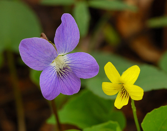 The Violets