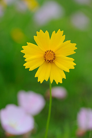 Bidens aristosa (Coreopsis) and Evening Primrose, Lenexa Streamway Park